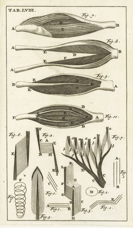Tab. LVIII, Steph. Blancardi Anatomia reformata, sive, Concinna corporis humani dissectio, ad neotericorum mentem adornata