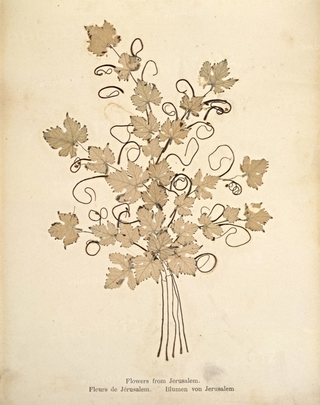 Album: flowers and pictures of the Holy Land, Boulos Meo, 1890s