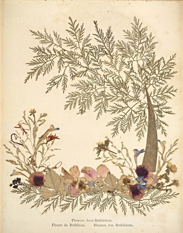 Album: flowers and pictures of the Holy Land, Boulos Meo, 1890s