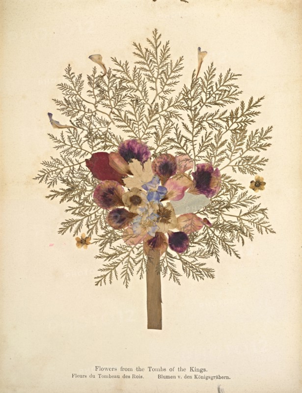 Album: flowers and pictures of the Holy Land, Boulos Meo, 1890s