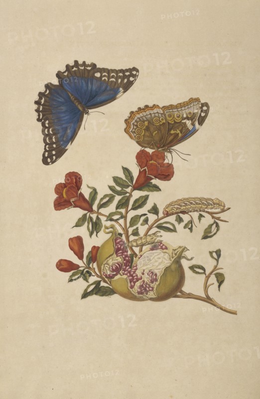Branch of a pomegranate tree with blue morpho butterfly, Morpho menelaus, and larva of banded sphinx, Eumorpha fasciata, Maria