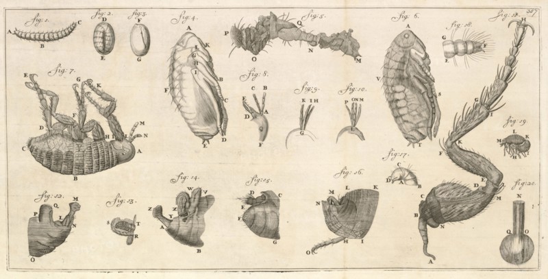 Microscopic images of a flea and flea larvae, Arcana naturae detecta, Leeuwenhoek, Antoni va, 1632-1723, Copper engraving, 1695