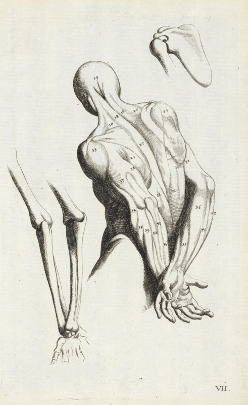 Anatomical diagram showing back and arm muscles, L'anatomia dei pittori del signore Carlo Cesio, das ist, Deutliche Anweisung