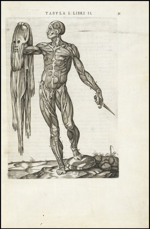 Male figure with skin removed, Vivae imagines partivm corporis hvmani aereis formis expressae, Vesalius, Andreas, 1514-1564