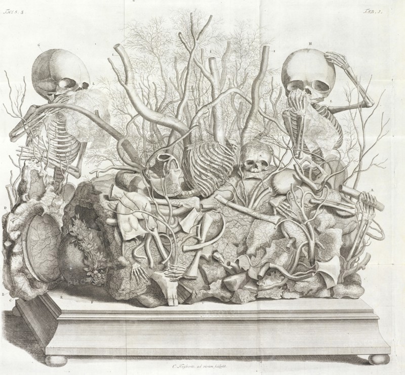 Diorama of fetal skeletons arranged with various internal organs, Frederici Ruyschii anatomes and botanices professoris