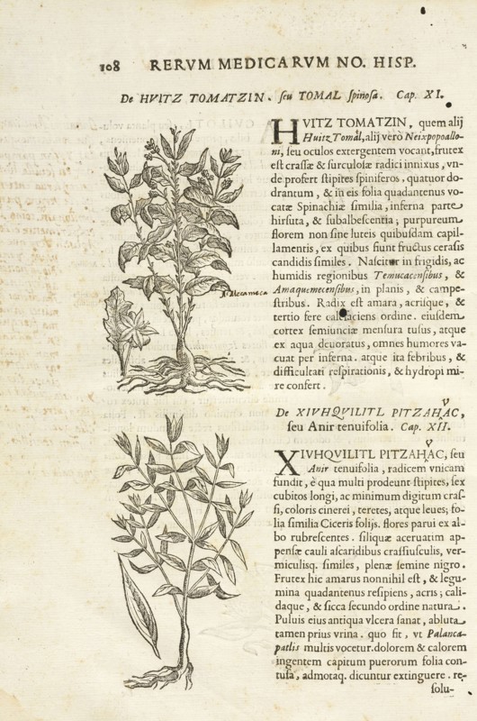 Page 108, Rervm medicarvm Novae Hispaniae thesavrvs sev Plantarvm animalivm mineralivm mexicanorvm historia, Hernández