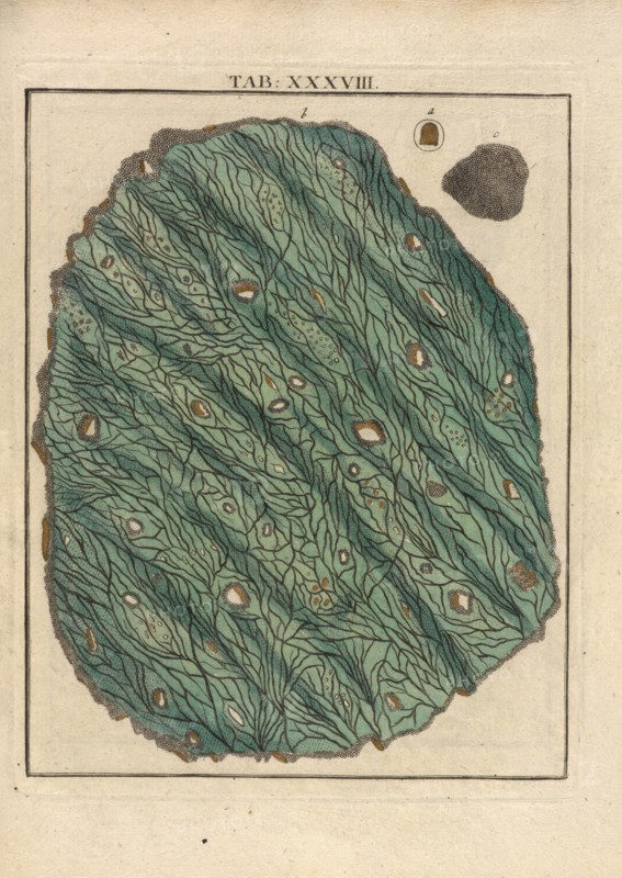 Table XXXVIII: une petite lame d'or fin, Amusement microscopique tant pour l'esprit, que pour les yeux: contenant cinquante