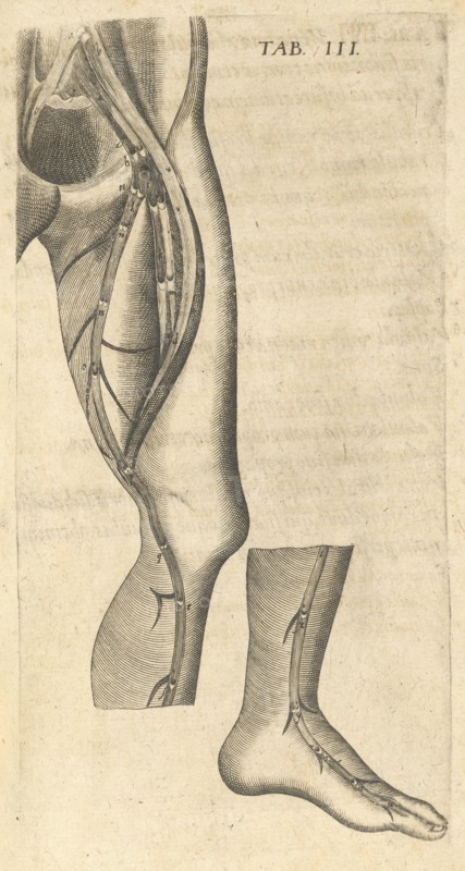 Arteries of the Leg, Caspari Bauhini Basileensis Theatrvm anatomicum: novis figuris oeneis illustratum et in lucem emissum opera