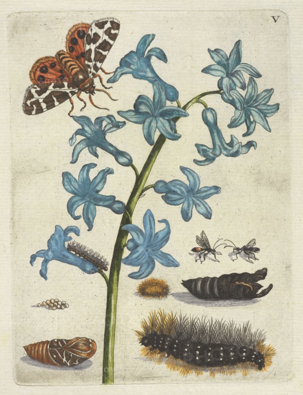 Hyacinth, De Europische insecten, Merian, Maria Sibylla, 1647-1717, Engraving, hand-colored, 1730