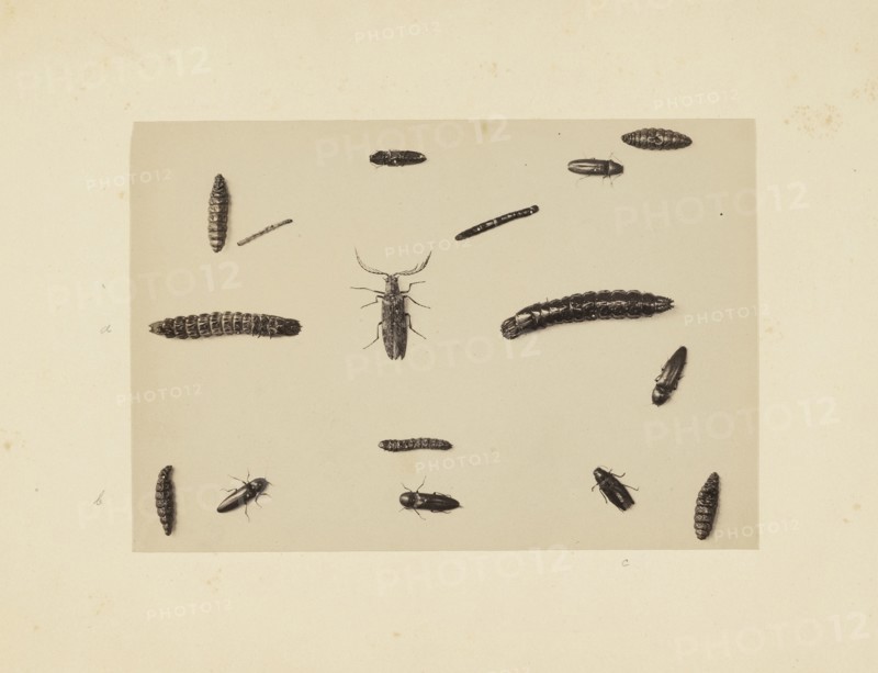 Beetle study, Studies of Indian insects, Saché, John Edward, Albumen