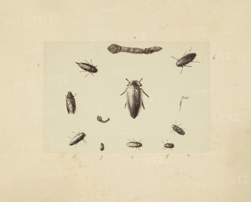 Beetle study, Studies of Indian insects, Saché, John Edward, Albumen