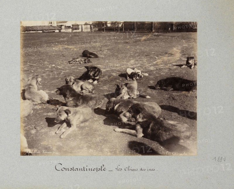 Les chiens des rues, 1852-1950