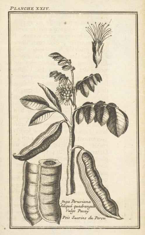 Siliquâ quadrangula vulgo pacay, Pois sucrins du Perou, Inga peruviana, Siliquâ quadrangula vulgo pacay, Pois sucrins du Perou