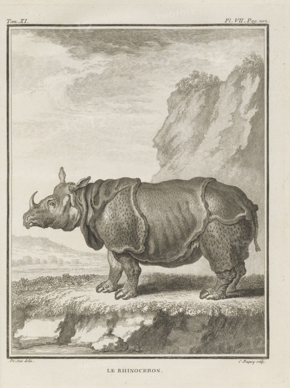 Le Rhinoceros, Histoire naturelle, générale et particulière: avec la description du cabinet de roi, Buffon, Georges Louis