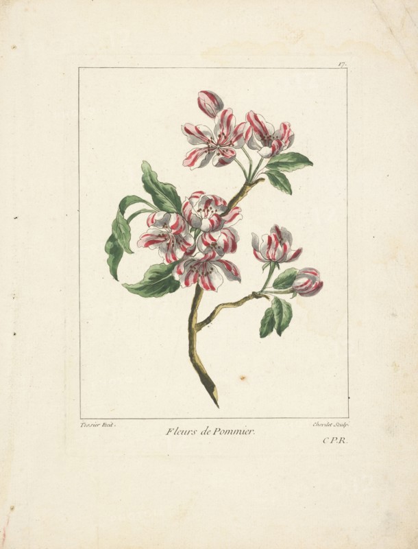 Fleurs de pommier, Caillou, Marguerite, d. 1755, Chevillet, Juste, 1729-1802, Tessier, Louis, Engraving, hand-colored