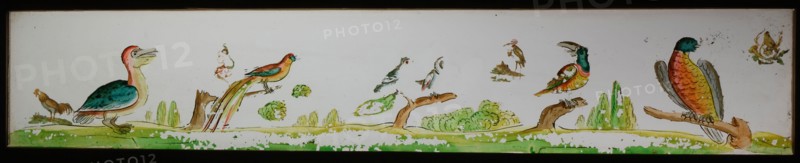 Hand-painted glass lantern plate in wooden frame, with bird species, slide slide slideshoot images glass wood, Hand-painted