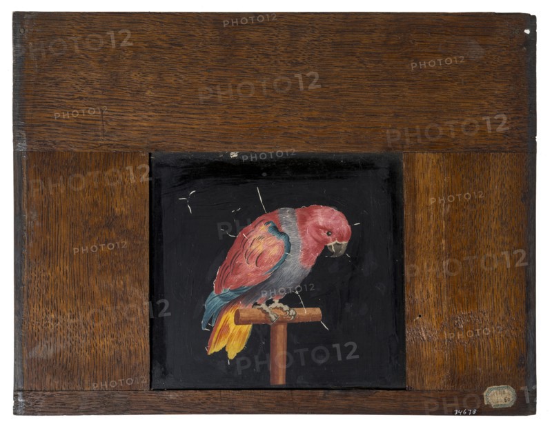 Hand-painted glass plate in wooden frame for illumination cabinet, with image of parrot on stick, slideshelf slideshoot images