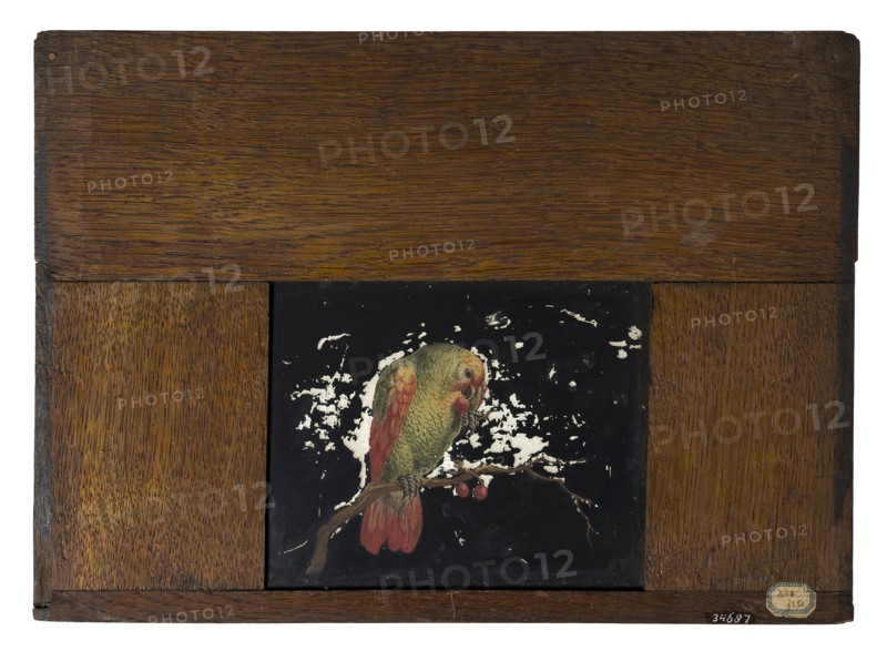 Hand-painted glass plate in wooden frame for illumination cabinet, image of parrot on branch with cherries, slide plate