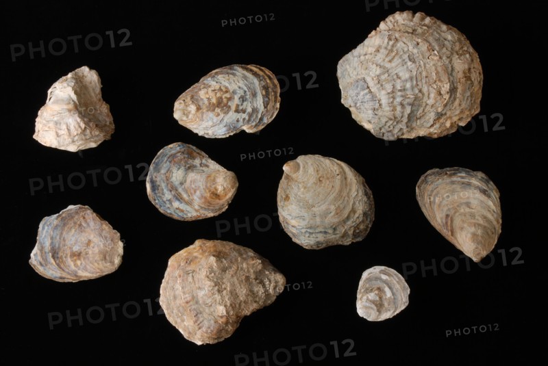 Number of oyster shells from Oude Haven waste package, Rotterdam, shell waste ground find lime, Oyster shells Various sizes