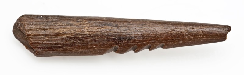 Legs pointed with four barbs, pointed harpoon soil found bone, sawn cut cut Late stone age archeology Maglemose culture