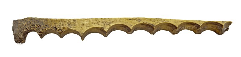 Legs block with row of holes, residue of button fabrication, waste ground find leg, drilled strip bone toothed by coring round