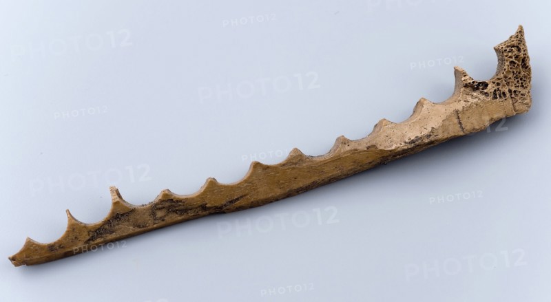 Strip leg, in which semicircular drilled holes, residual form button making, soil find leg, drilled Bone fragment in which