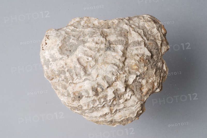 Oyster shell, shell waste ground find shell, grow Three oyster shells (1-3) originating from urban waste Oysters and mussels
