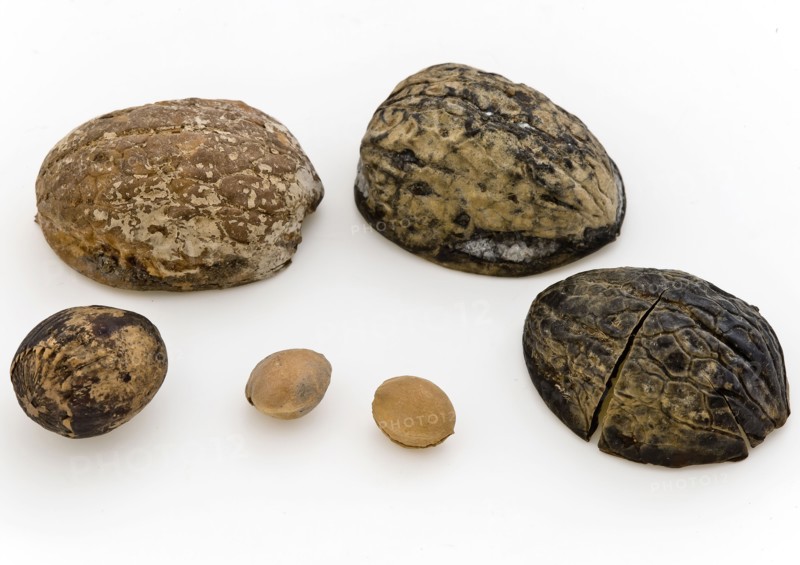 Nuts and kernels from cesspool castle IJsselmonde, soil find wood, w 2.9 (largest) Nuts and kernels from the cesspits