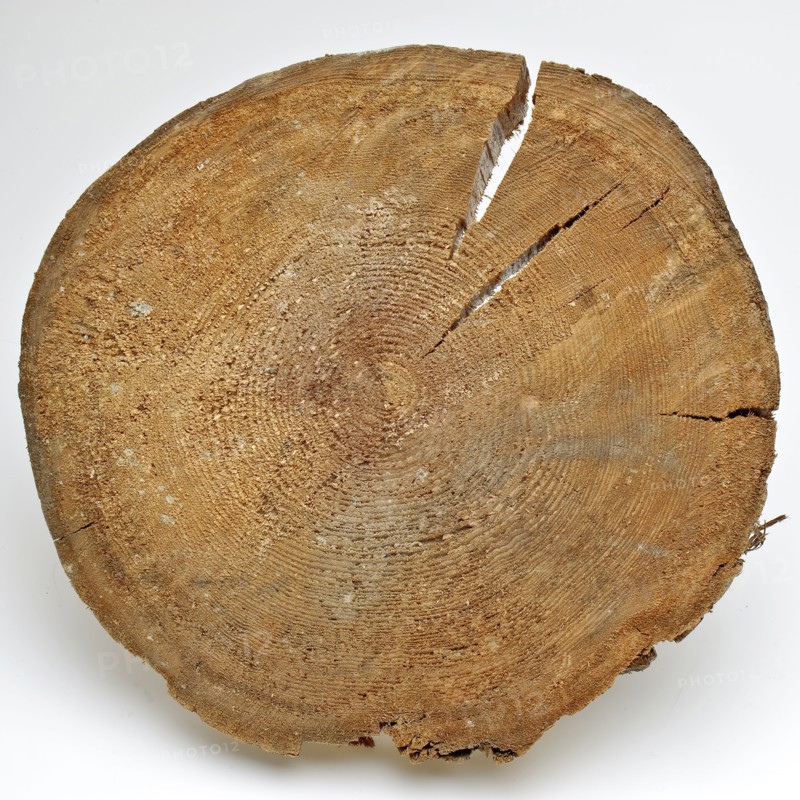 Disc foundation pile of the Schielandshuis, fragment wooden construction part timber pine wood 23,2 w 4,2 Disc of foundation