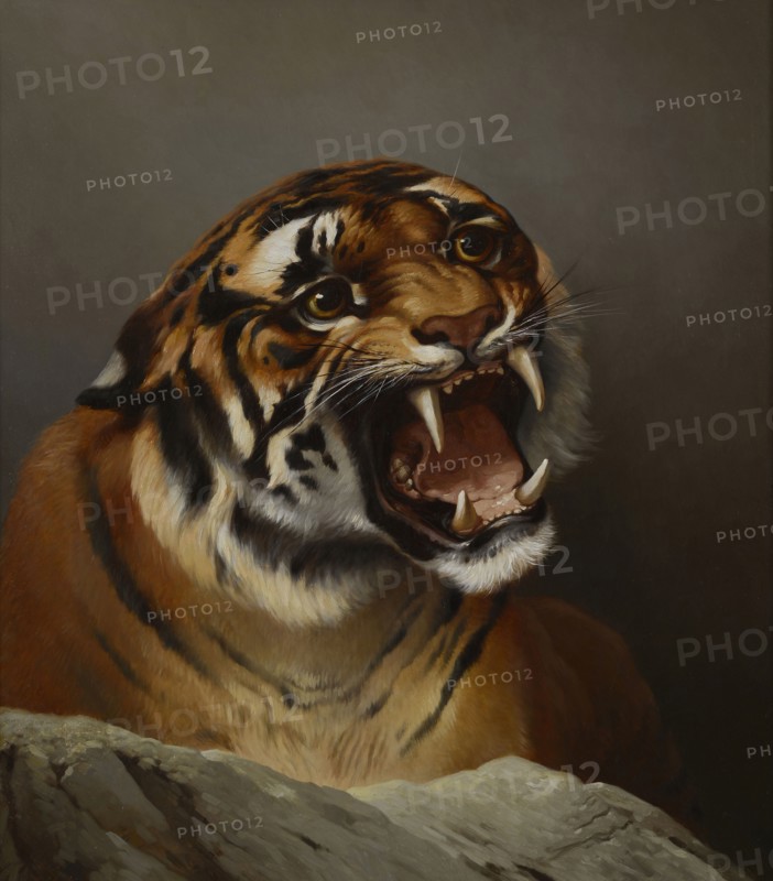 Daniel Adolphe Robert Jones, Portrait of tiger Atyr, portrait painting visual material linen oil paint, H. Martin. .R. Jones