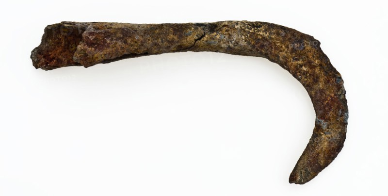 Scraper with sickle-shaped, rounded blade and forged, hollow connector to handle, knife cutting tool soil found iron metal, Sick