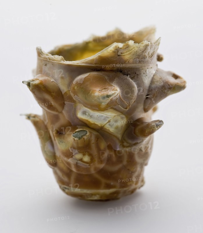 Fragment of soil, trunk and onset of calyx of small berkemeier with sharply thorned buds, drinking glass drinking utensils