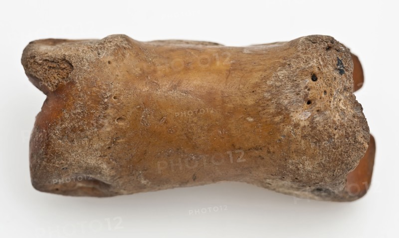 Digit from cow's leg, part of throwing game: flocks, koot spelstuk relaxant soil find leg, Bone: on three sides hole archeology