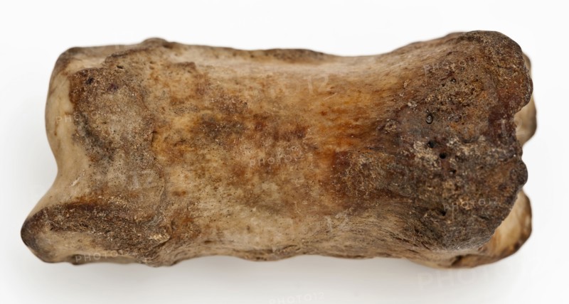 Digit from cow's leg, part of throwing game: hocks, koot game piece relaxant soil find lead leg metal, drilled cast Bone