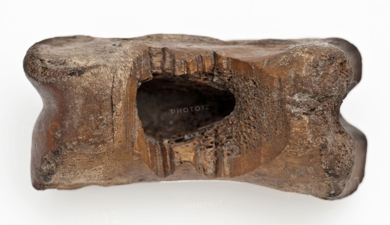 Digit from cow's leg, part of throwing game: flocks, koot game piece relaxant soil find leg, Bone: from inside hollow Large hole