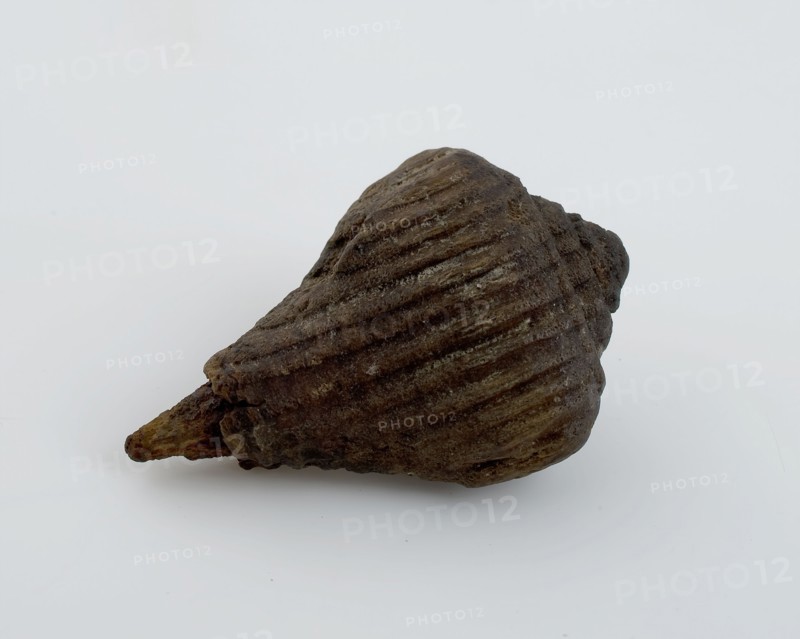 Wooden toll with iron tip, toll toy relaxant soil find wood iron wrought iron metal, twisted cut drilled forged Small wooden top