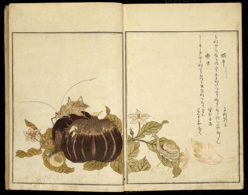 Picture Book: Selected Insects (Ehon mushi erabi), 1788, Kitagawa Utamaro ??? ??, Japanese, 1753 (?)-1806, Japan, Color woodblock printed books, two volumes