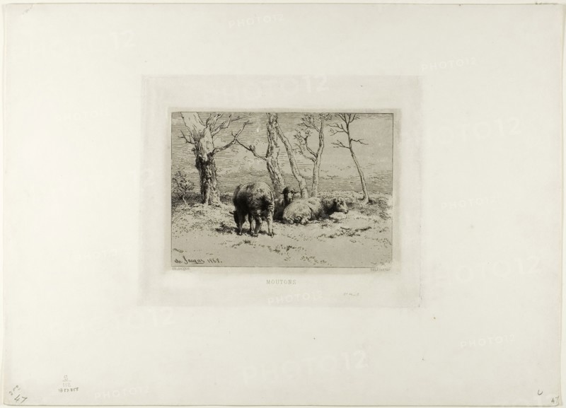 Sheep, 1868, Charles Émile Jacque, French, 1813-1894, France, Etching and drypoint on ivory wove paper, 120 × 171 mm (plate), 311 × 432 mm (sheet)