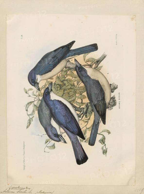 Artamus bicolor, Print, Woodswallows are soft-plumaged, somber-coloured passerine birds in the genus Artamus. The woodswallows are either treated as a subfamily, Artaminae, in an expanded family Artamidae (also including the subfamily Cracticinae), or as the only genus in that family (with the butcherbirds, currawongs, and allies placed in a separate family, Cracticidae). The generic name, which in turn gives rise to the family name, is derived from the Ancient Greek artamos, meaning butcher or murder. The name was given due to their perceived similarity to shrikes. A former common name for the group was "swallow-starlings"., 1868