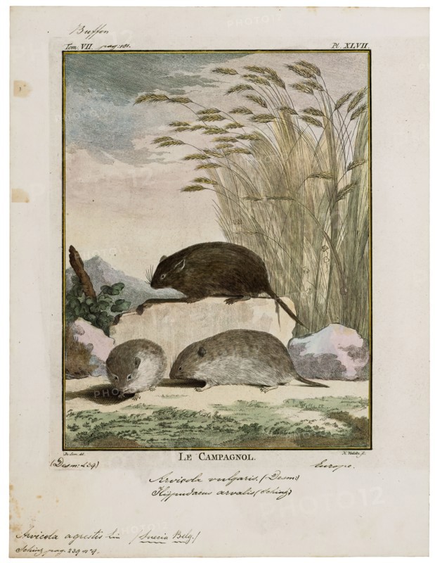 Arvicola agrestis, Print, The water voles are large voles in the genus Arvicola. They are found in both aquatic and dry habitat through Europe and much of northern Asia. A water vole found in Western North America was historically considered a member of this genus, but has been shown to be more closely related to members of the genus Microtus. Head and body lengths are 12–22 cm, tail lengths are 6.5–12.5 cm, and their weights are 70–250 g. The animals may exhibit indeterminate growth. They are thick-furred and have hairy fringes on their feet that improve their swimming ability., 1700-1880