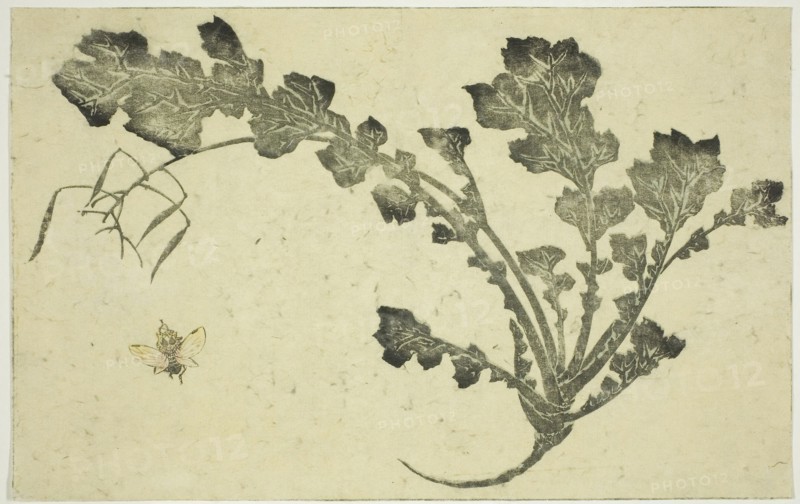 Wasp and turnip stalk, from The Picture Book of Realistic Paintings of Hokusai (Hokusai shashin gafu), c. 1814, Katsushika Hokusai ?? ??, Japanese, 1760-1849, Japan, Color woodblock print, double-page illustration from book
