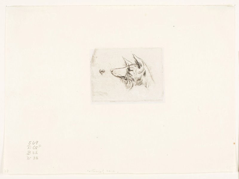 Head of a New Holland Dog, 1860, Charles Meryon, French, 1821-1868, France, Etching with engraving on grayish ivory chine, laid down on ivory laid paper, 53 × 78 mm (image), 53 × 78 mm (plate), 59 × 80 mm (primary support), 179 × 247 mm (secondary support)