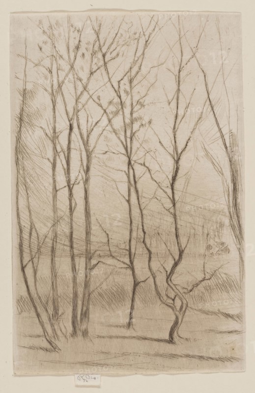 The Dam Wood, 1874/75, James McNeill Whistler, American, 1834-1903, United States, Drypoint in brown ink on off-white wove paper, 174 x 112 mm (plate), 180 x 112 mm (sheet)