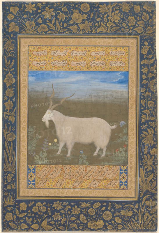 Portrait of a Ladakhi Mountain Goat, Mughal period, about 1600, India, India, Opaque watercolor, ink, and gold on paper, Image: 23.4 x 16.6 cm (9 3/16 x 6 1/2 in.), Outermost Border: 37.9 x 25.6 cm (14 7/8 x 10 1/8 in.), Paper: 37.9 x 25.6 cm (14 7/8 x 10 1/8 in.)