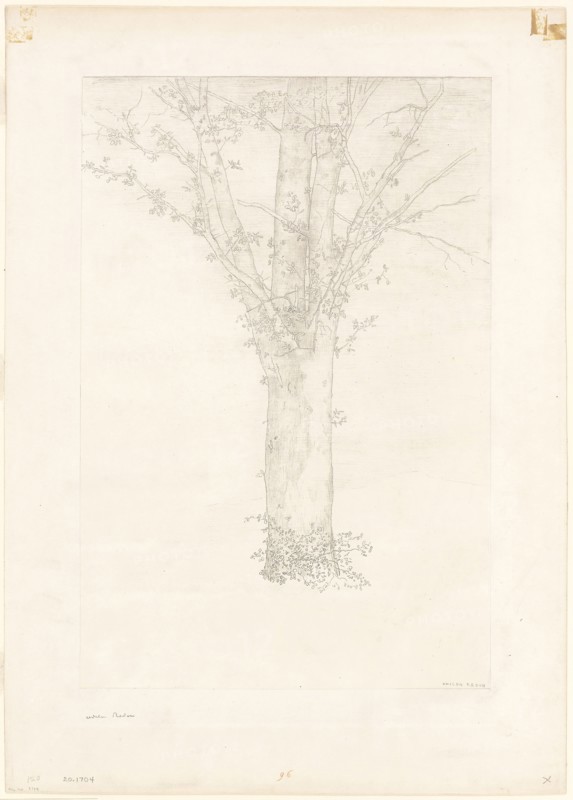 Tree, 1892, Odilon Redon, French, 1840-1916, France, Lithograph on cream China paper, laid down with chine collé on ivory wove paper, 401 × 319 mm (image), 476 × 320 mm (chine), 613 × 431 mm (sheet)
