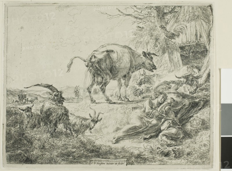Cow Relieving Itself, 1635/1683, Nicolaes Berchem the Elder, Dutch, 1621/22-1683, Holland, Etching on ivory laid paper, 208 x 263 mm (plate)