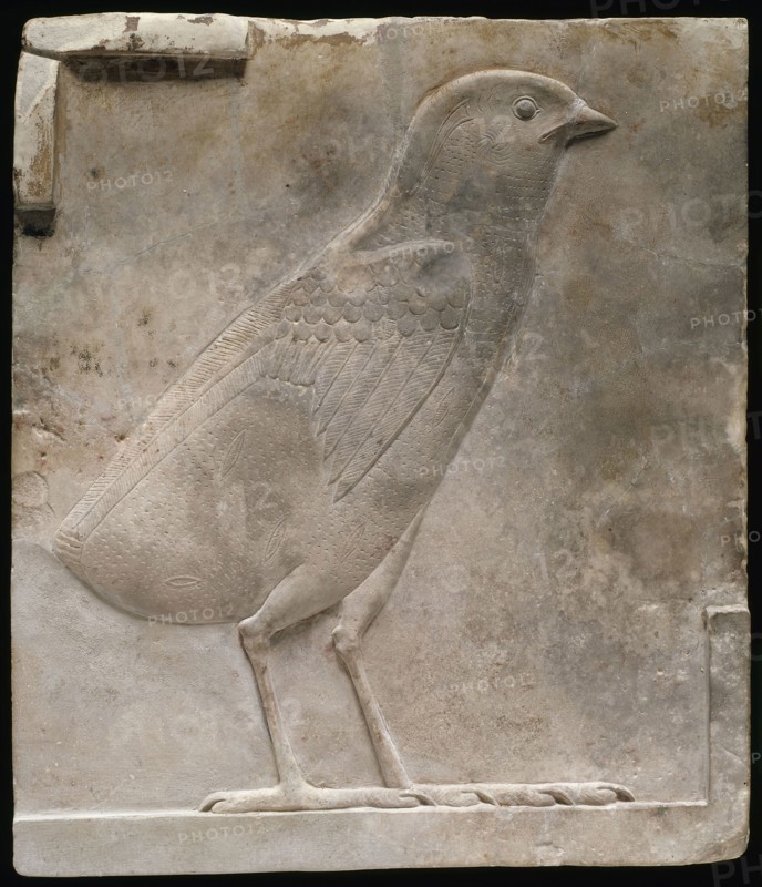 Plaque Depicting a Quail Chick, Ptolemaic Period (332–30 BC), Egyptian, Egypt, Limestone, 12 × 13.2 × 1.3 cm (4 3/4 × 5 1/4 × 1/2 in.)