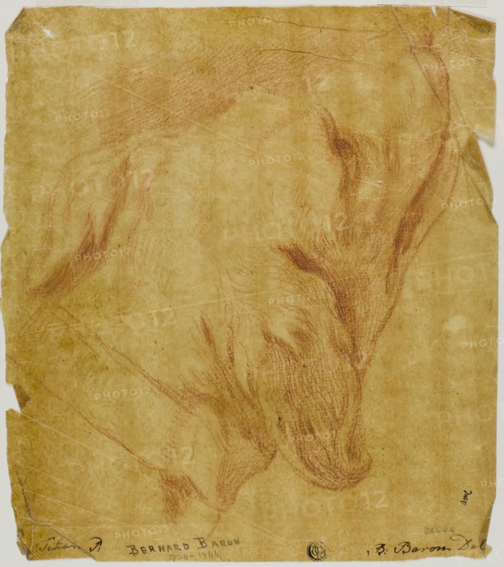 Head of a Dog, n.d., Bernard Baron (French, 1696-1762), after Tiziano Vecellio, called Titian (Italian, c. 1488-1576), Italy, Red chalk on oiled golden-yellow transparentized laid paper, 263 x 235 mm (max.)