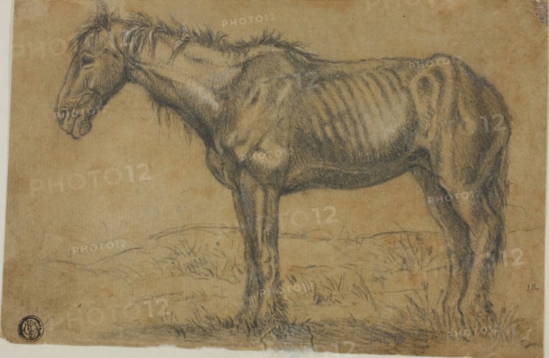 Emaciated Horse (recto), Frontal View of a Horse (verso), n.d., Charles Émile Jacque, French, 1813-1894, France, Black chalk, with charcoal, heightened with touches of white chalk, over graphite, selectively varnished with gum arabic (recto) and graphite (verso) on brown laid paper, 142 × 215 mm