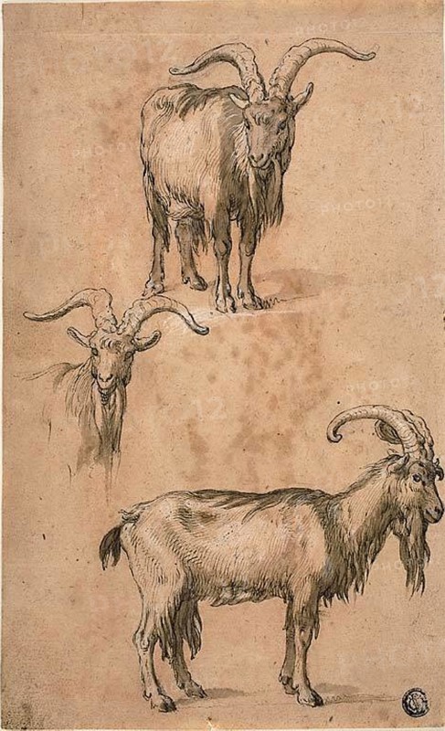 Three Sketches of a Goat (recto) Drapery of Standing Female Figure (verso), c. 1610, Attributed to Abraham Bloemaert (Dutch, 1566-1651), or Philipp Peter Roos (German, 1655/57-1706), Netherlands, Pen and brown ink with brush and brown wash, heightened with lead white (partly discolored), over traces of black chalk, on pink tinted laid paper (recto) Red chalk heightened with touches of white chalk, on cream laid paper (verso), 263 x 161 mm